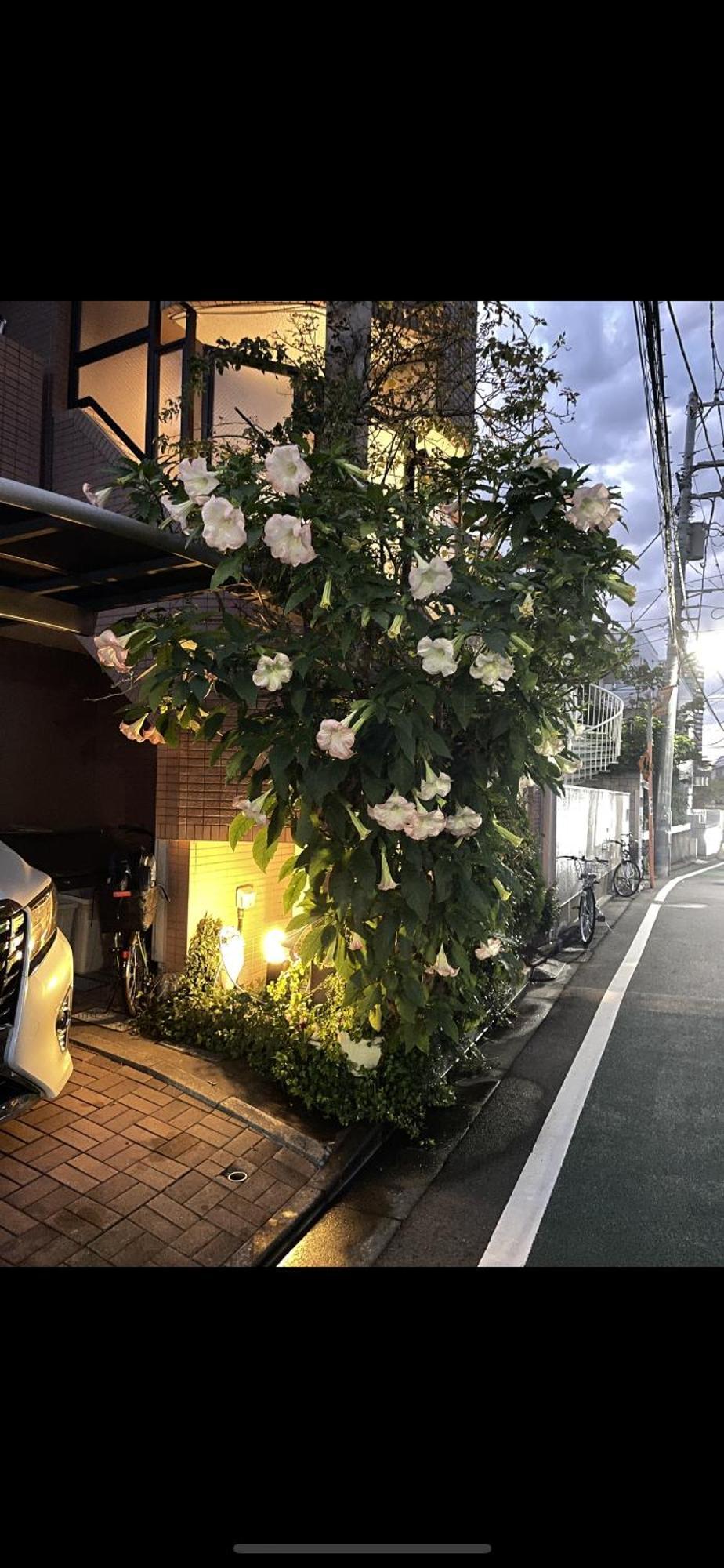 新宿安靜の家-A Quiet Home In Shinjuku - A 26 Square Meter Double Bed Room That Feels Like Home Токио Екстериор снимка