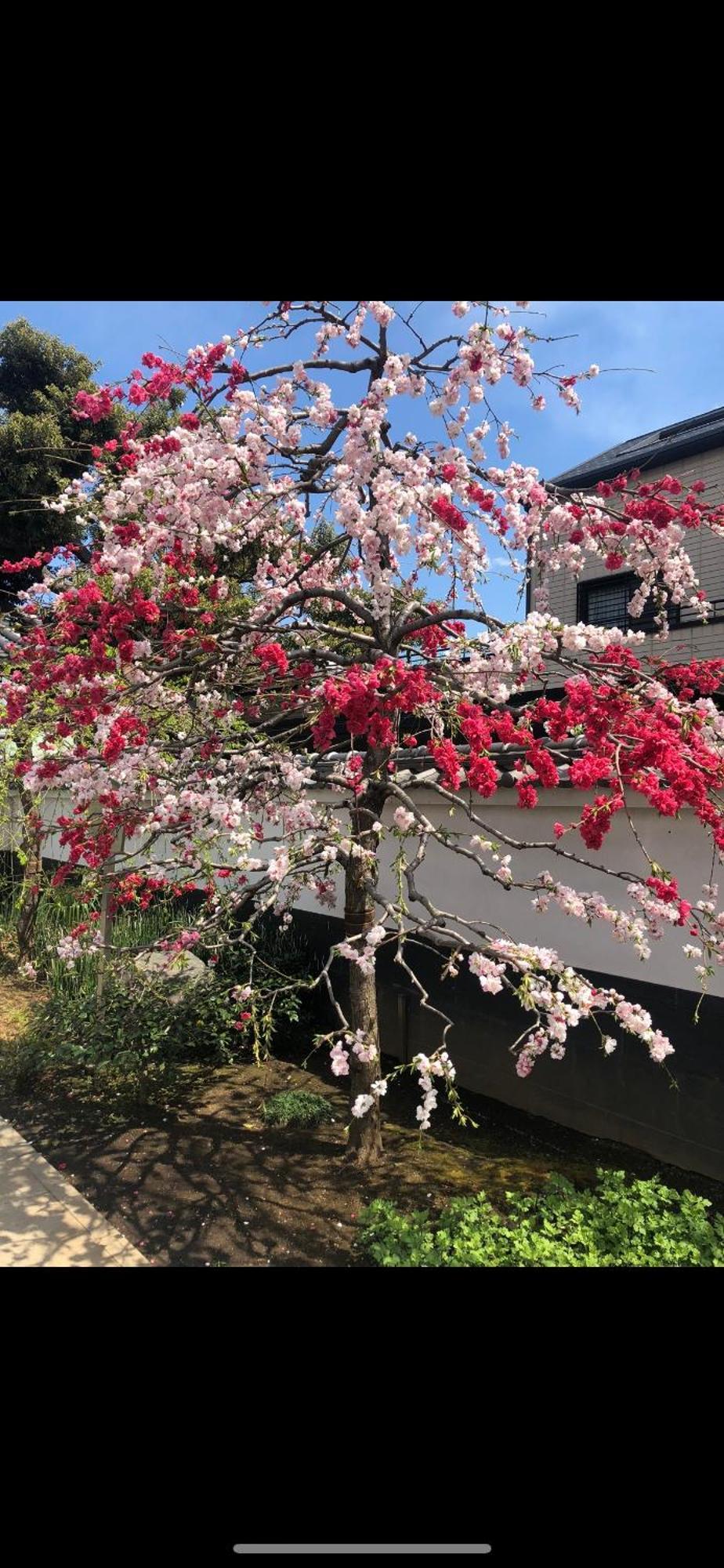 新宿安靜の家-A Quiet Home In Shinjuku - A 26 Square Meter Double Bed Room That Feels Like Home Токио Екстериор снимка